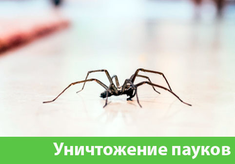 Избавиться от пауков в городе Балашиха