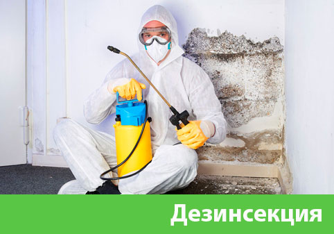 Дезинсекция в городе Балашиха