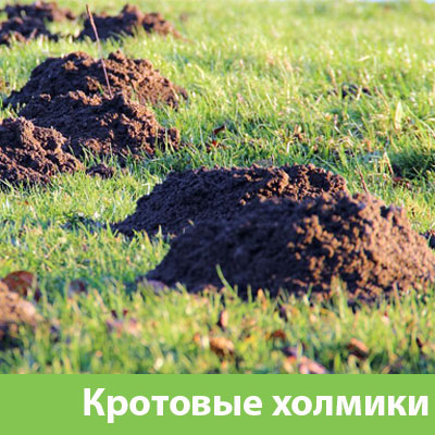 Кроты на участке в Клину