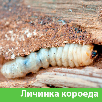 Уничтожение личинок короеда в Клину