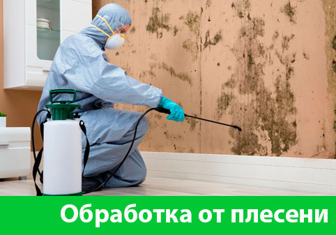 Обработка от плесени в городе Балашиха