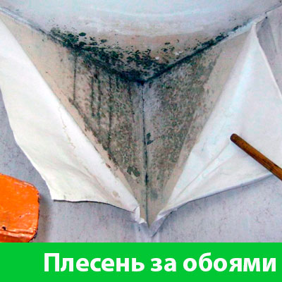 Удаление плесени в Клину