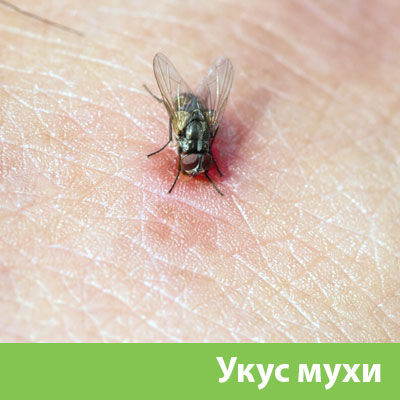 Уничтожение мух в Клину