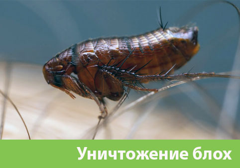 Уничтожение блох в городе Балашиха
