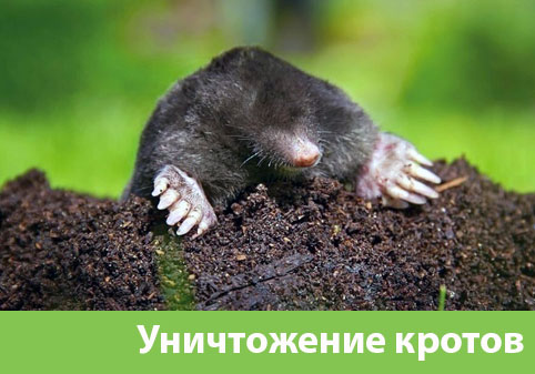 Уничтожение кротов в городе Балашиха